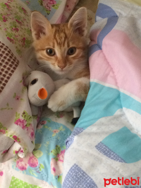 Tekir Kedi, Kedi  Karamel fotoğrafı