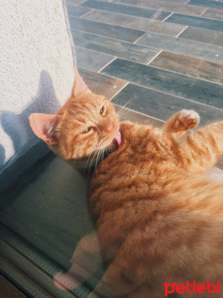 Tekir Kedi, Kedi  fors ve nyx fotoğrafı