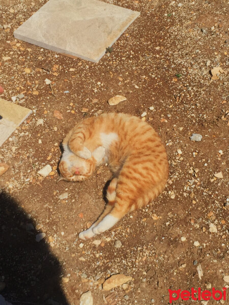 Tekir Kedi, Kedi  fors ve nyx fotoğrafı