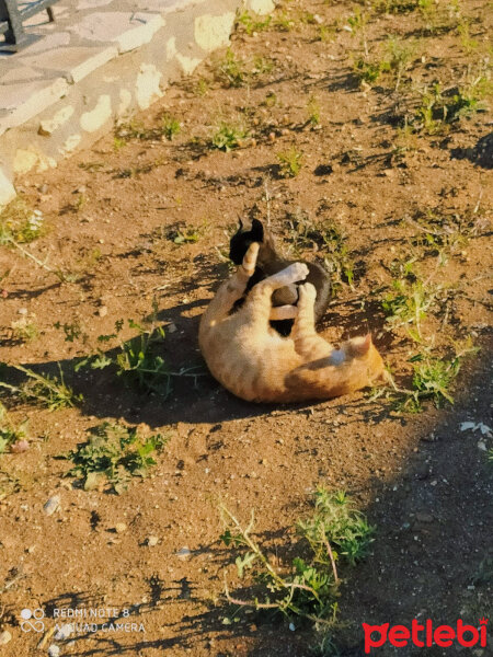 Tekir Kedi, Kedi  fors ve nyx fotoğrafı