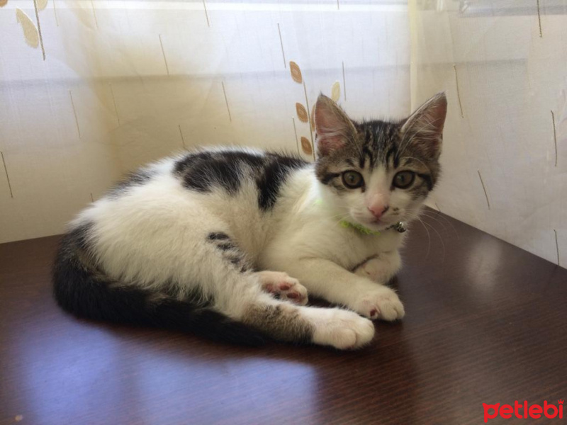 Tekir Kedi, Kedi  Zeytin’ e acil yuva aranıyor! fotoğrafı