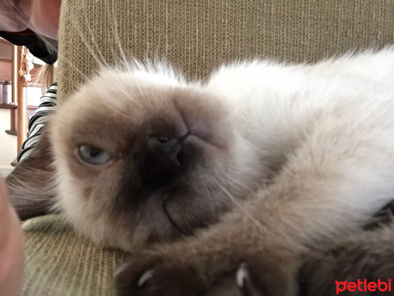 Siyam Kedisi, Kedi  köpük fotoğrafı