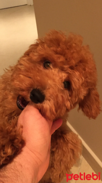 Poodle(Standart Kaniş), Köpek  Pablo fotoğrafı