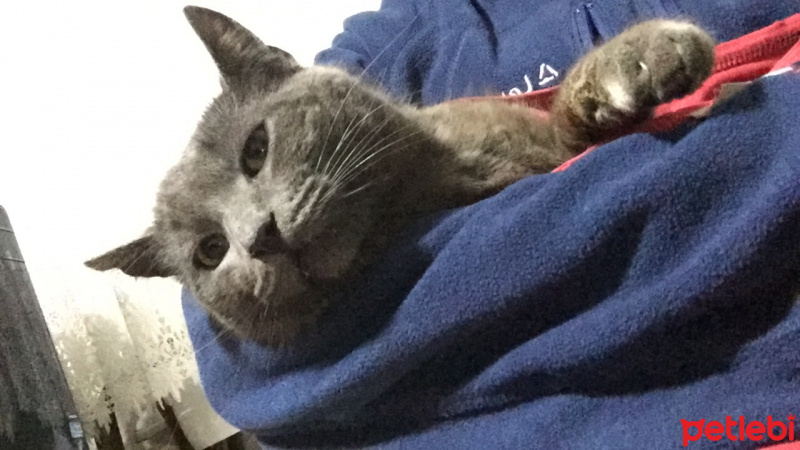 Mavi Rus, Kedi  Ceviz fotoğrafı