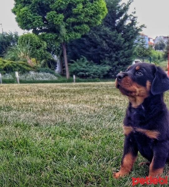 Rottweiler, Köpek  Gölge fotoğrafı