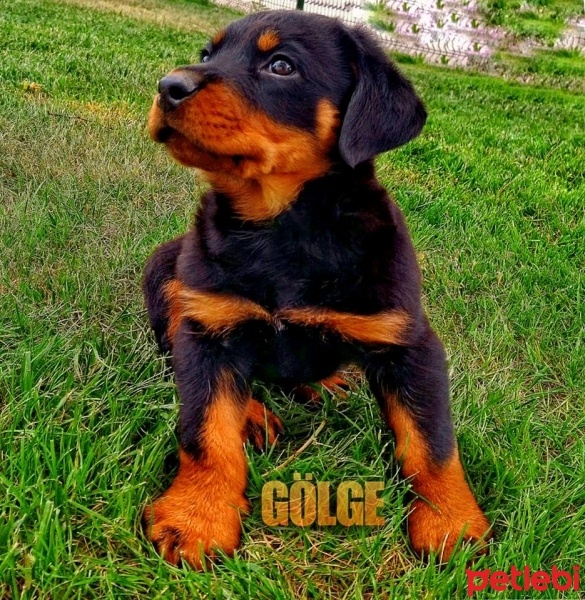 Rottweiler, Köpek  Gölge fotoğrafı