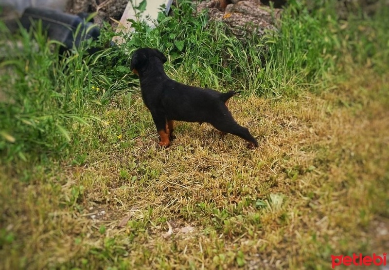 Rottweiler, Köpek  Gölge fotoğrafı