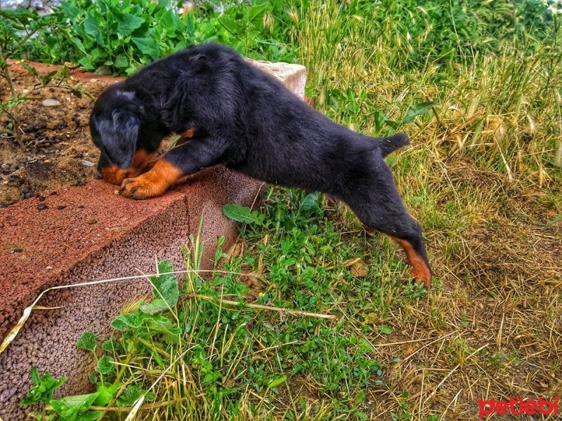 Rottweiler, Köpek  Gölge fotoğrafı