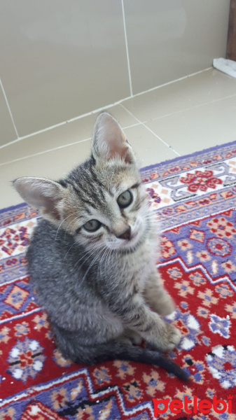 Tekir Kedi, Kedi  küçük dostlar fotoğrafı