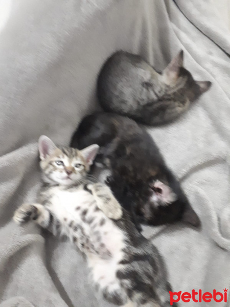 Tekir Kedi, Kedi  küçük dostlar fotoğrafı