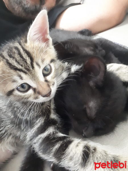 Tekir Kedi, Kedi  küçük dostlar fotoğrafı