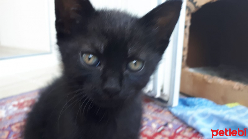 Tekir Kedi, Kedi  küçük dostlar fotoğrafı