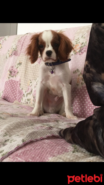 Cavalier King Charles Spanieli, Köpek  Albert George Winston fotoğrafı