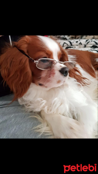 Cavalier King Charles Spanieli, Köpek  Albert George Winston fotoğrafı