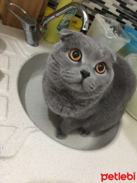 Scottish Fold, Kedi  Gustav Adolf fotoğrafı