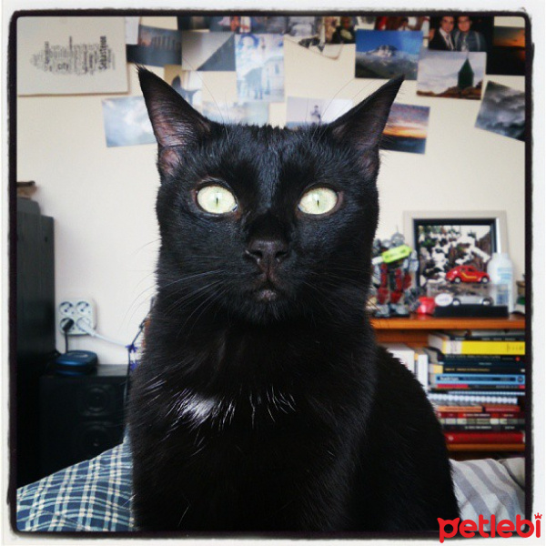 Tekir Kedi, Kedi  Zeytin fotoğrafı