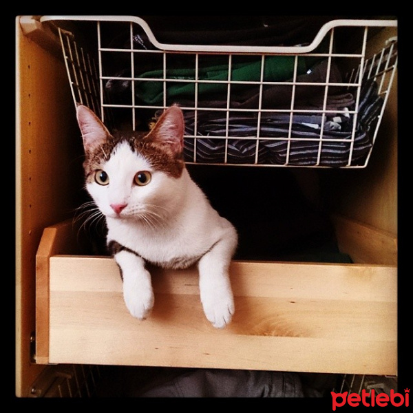 Ankara Kedisi, Kedi  Peynir fotoğrafı