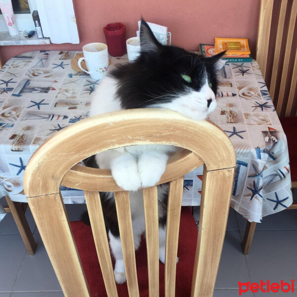 Tuxedo (Smokin) Kedi, Kedi  Kömür fotoğrafı