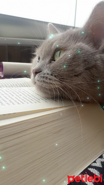British Shorthair, Kedi  Deva fotoğrafı