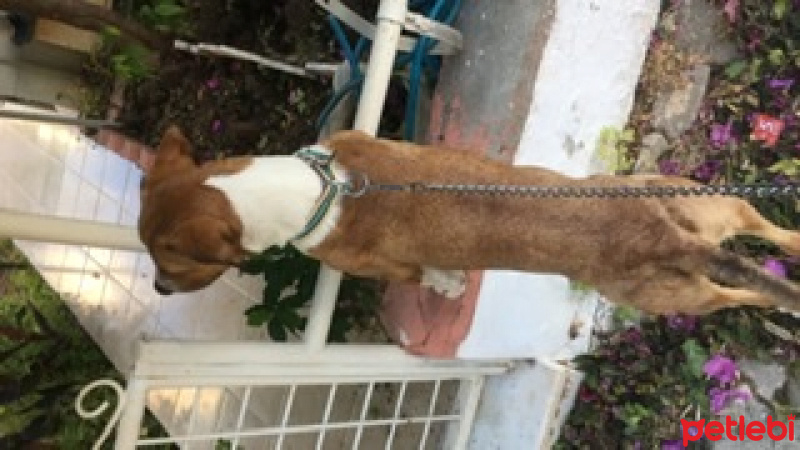 Pointer, Köpek  Mex fotoğrafı