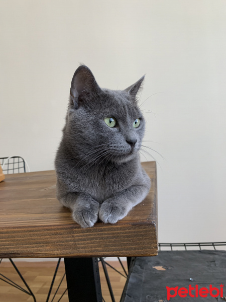 Mavi Rus, Kedi  Boffin fotoğrafı