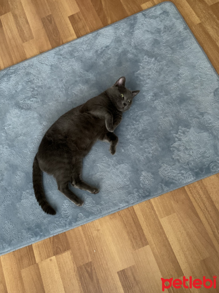 Mavi Rus, Kedi  Boffin fotoğrafı