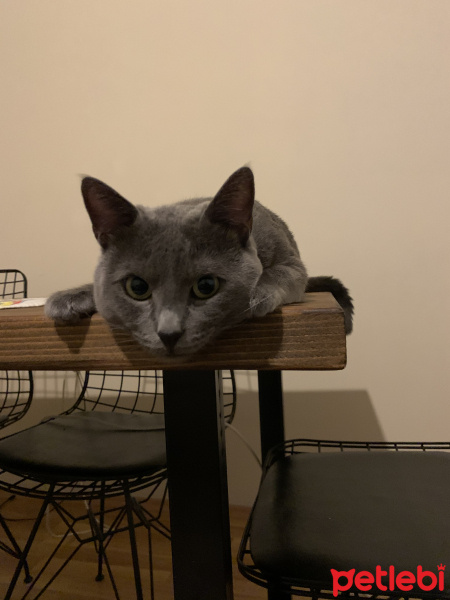 Mavi Rus, Kedi  Boffin fotoğrafı