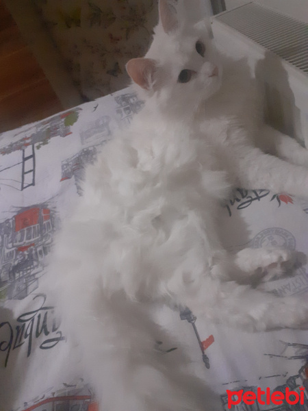 Ankara Kedisi, Kedi  Mia fotoğrafı