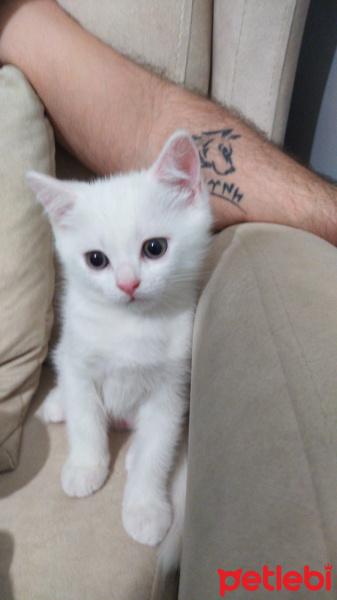 Van Kedisi, Kedi  Nazlı fotoğrafı