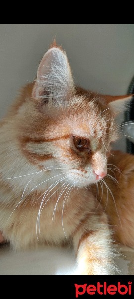 Sarman, Kedi  Luna fotoğrafı