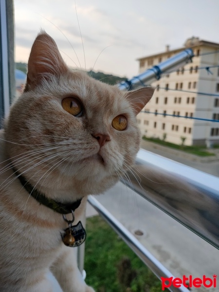 British Shorthair, Kedi  Aslan fotoğrafı