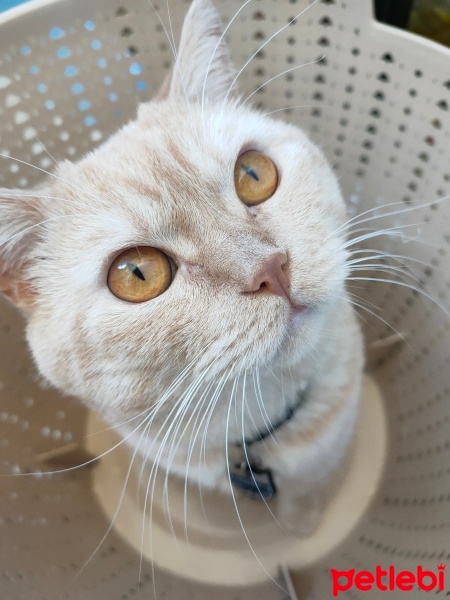 British Shorthair, Kedi  Aslan fotoğrafı