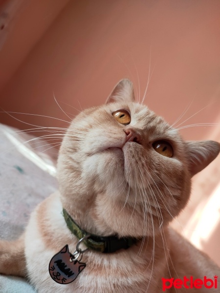 British Shorthair, Kedi  Aslan fotoğrafı