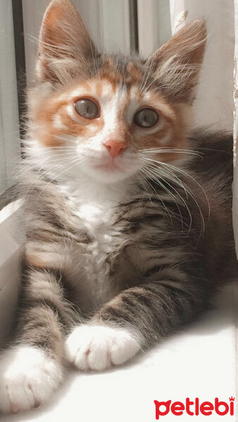 Tekir Kedi, Kedi  Elf fotoğrafı