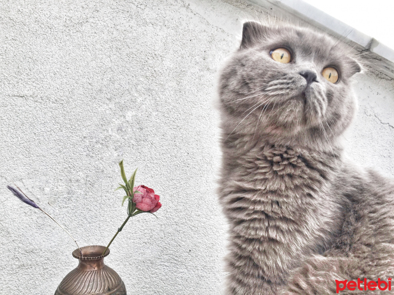 Scottish Fold, Kedi  Pablo fotoğrafı