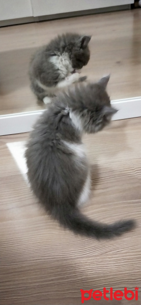 Tekir Kedi, Kedi  Yavru kedi fotoğrafı