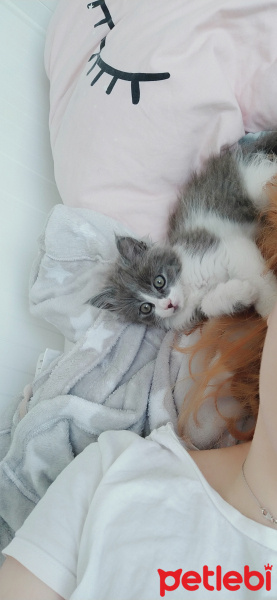 Tekir Kedi, Kedi  Yavru kedi fotoğrafı