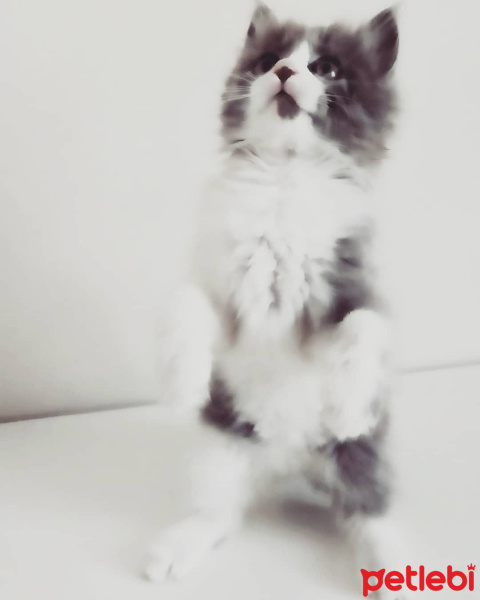 Tekir Kedi, Kedi  Yavru kedi fotoğrafı