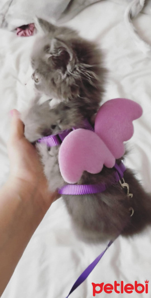 Tekir Kedi, Kedi  Yavru kedi fotoğrafı