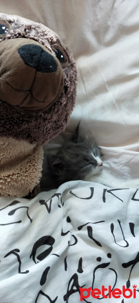 Tekir Kedi, Kedi  Yavru kedi fotoğrafı