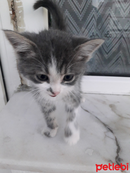 Tekir Kedi, Kedi  Jckwkdkekd fotoğrafı