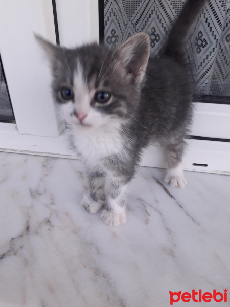 Tekir Kedi, Kedi  Jckwkdkekd fotoğrafı