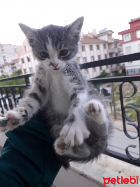 Tekir Kedi, Kedi  Jckwkdkekd fotoğrafı