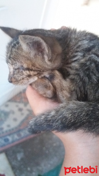 Tekir Kedi, Kedi  Orio fotoğrafı