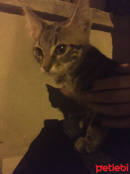 Tekir Kedi, Kedi  Nohut fotoğrafı