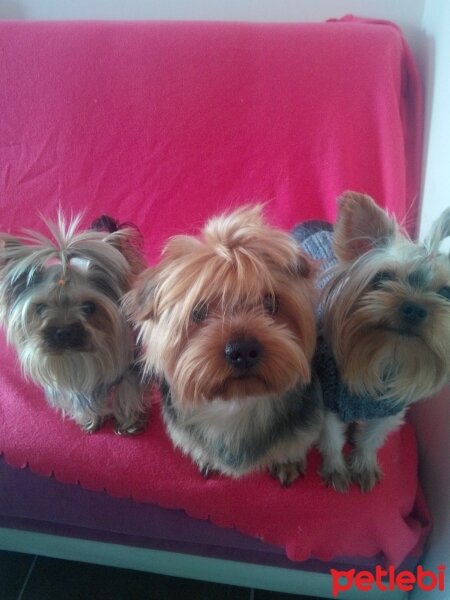 Yorkshire Terrier, Köpek  Gina fotoğrafı