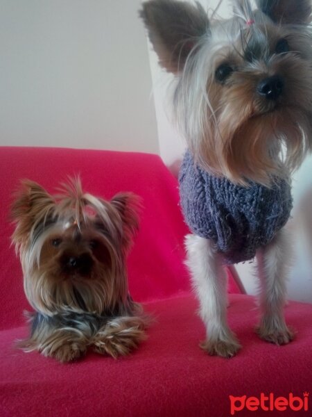 Yorkshire Terrier, Köpek  Gina fotoğrafı