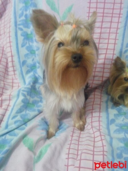 Yorkshire Terrier, Köpek  Gina fotoğrafı