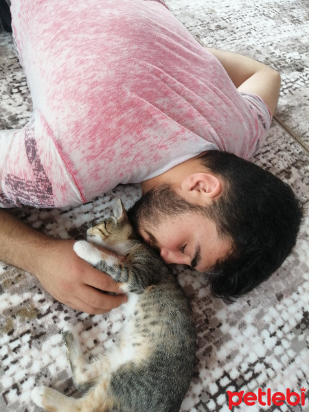 Tekir Kedi, Kedi  Sarı takke ve beyaz pati fotoğrafı