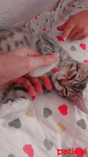 Tekir Kedi, Kedi  Sarı takke ve beyaz pati fotoğrafı